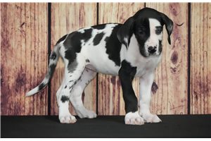Irma - Great Dane for sale