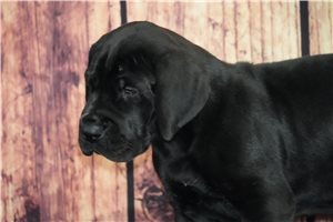 Tina - Great Dane for sale