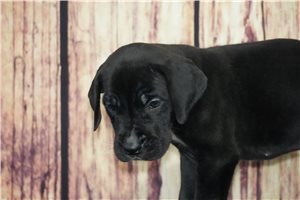 Andy - Great Dane for sale