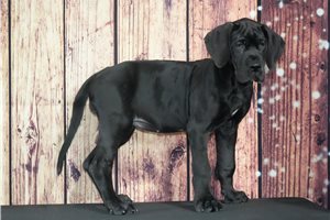 Winnie - Great Dane for sale