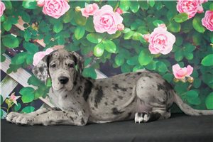Rosa - puppy for sale