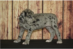 Tamica - Great Dane for sale
