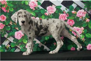 Roxy - Great Dane for sale