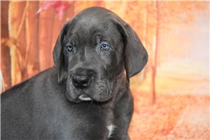 Milton - puppy for sale