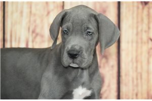 Udoo - Great Dane for sale