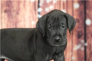 Gabby - puppy for sale