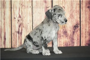 Shadow - Great Dane for sale