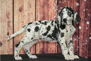 Horst - Great Dane for sale