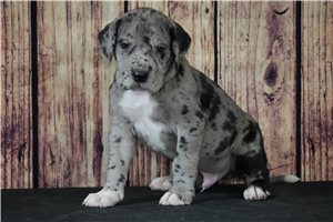 Magnus - puppy for sale