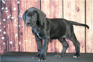 Mazy - Great Dane for sale