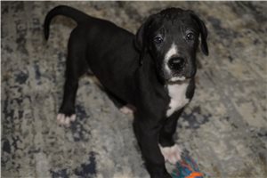 Harlow - Great Dane for sale