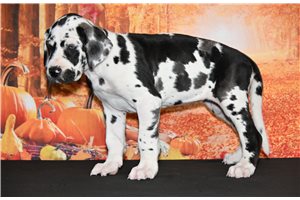 Patty - Great Dane for sale