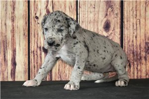 Kiera - puppy for sale