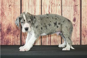 Kozac - Great Dane for sale