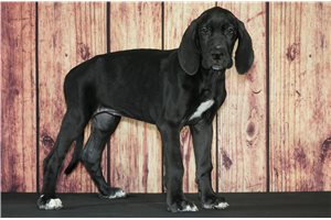 Lana - Great Dane for sale