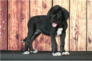 Victory - Great Dane for sale