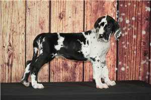 Hogan - Great Dane for sale