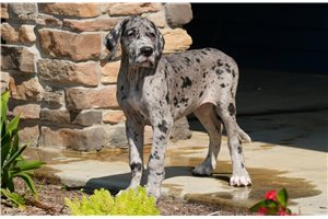 Tamica - Great Dane for sale