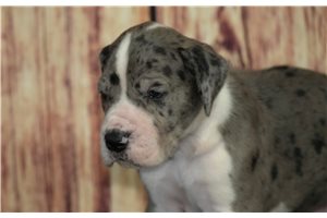 Kozac - puppy for sale