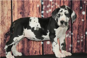 Dahlia - puppy for sale