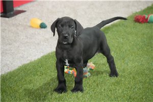 Ally - puppy for sale