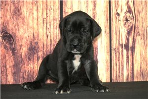Sierra - puppy for sale
