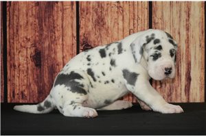 Gina - puppy for sale
