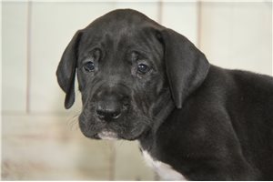 Quest - puppy for sale