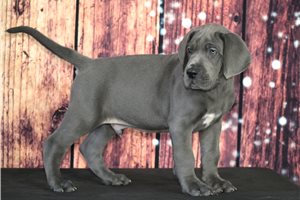 Victor - Great Dane for sale
