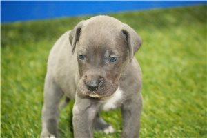 Gus - Great Dane for sale