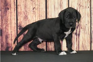 Homer - Great Dane for sale