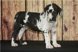 Hogan - Great Dane for sale