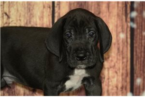 Comet - puppy for sale