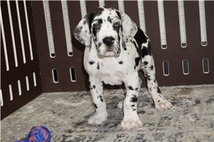 Balto - puppy for sale