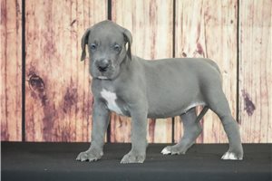 Udoo - puppy for sale
