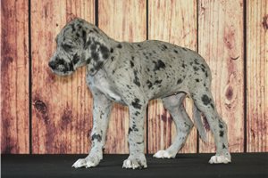 Tamica - Great Dane for sale