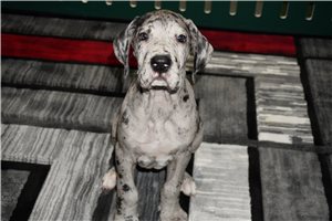 Izzy - puppy for sale
