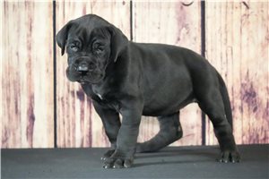 Winnie - puppy for sale