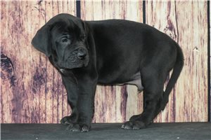 Alexander - puppy for sale