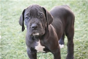 Otis - puppy for sale