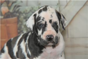 Patty - puppy for sale