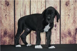 Dobie - Great Dane for sale