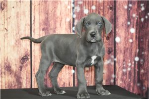 Summer - Great Dane for sale