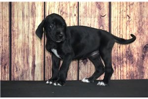 Lana - Great Dane for sale