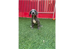 Victor - Great Dane for sale