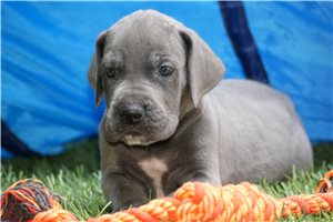 Barney - puppy for sale