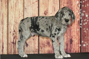 Vincent - Great Dane for sale