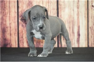 Hickory - puppy for sale