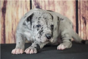 Avah - Great Dane for sale