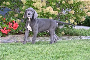 Jonah - Great Dane for sale